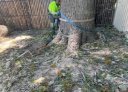 Oztreelo Tree Services