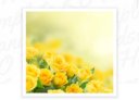 Yellow Rose Gardening