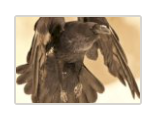 Raven Maintenance Services