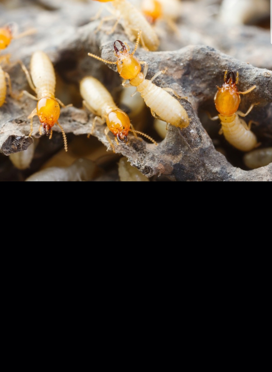 Superior Termite & Pest