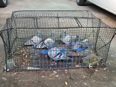 Blue Tongue Pest Control photo 6