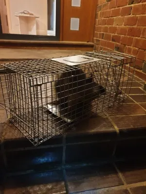 Blue Tongue Pest Control photo 5