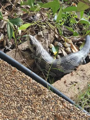 Blue Tongue Pest Control photo 7