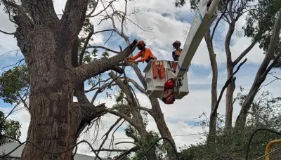 Tree Fix Tasmania Pty Ltd photo 8