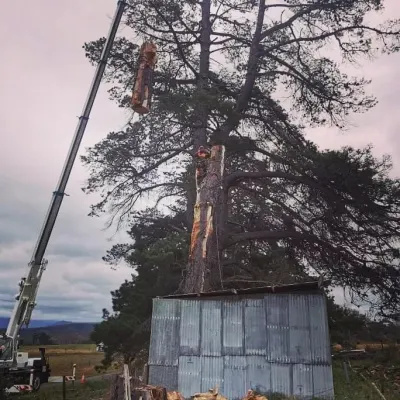 Tree Fix Tasmania Pty Ltd photo 10