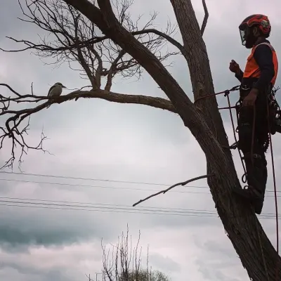 Tree Fix Tasmania Pty Ltd photo 12