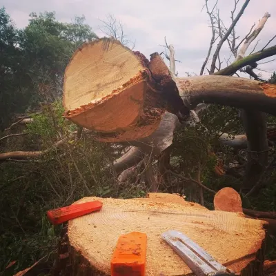 Tree Fix Tasmania Pty Ltd photo 9