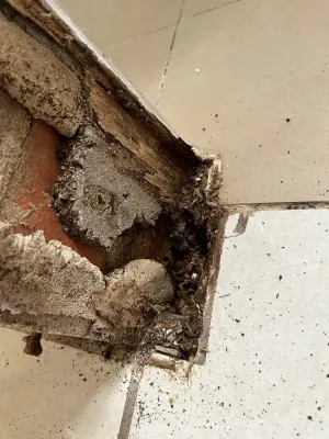 Bugtastic Pest Management photo 14