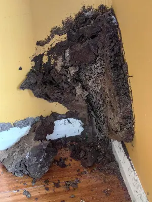 Bugtastic Pest Management photo 10