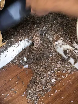 Bugtastic Pest Management photo 8