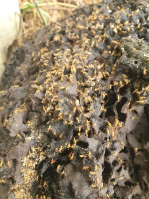 Bugtastic Pest Management photo 2