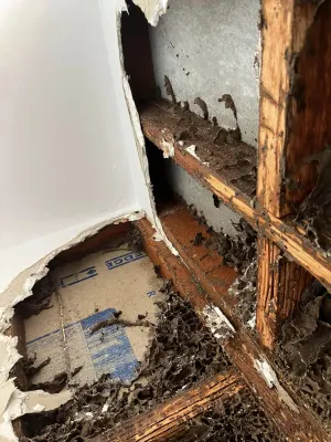 Bugtastic Pest Management photo 11