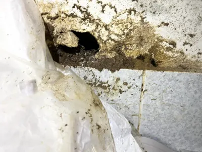 Bugtastic Pest Management photo 1