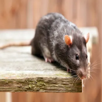 DC Pest Solution photo 1