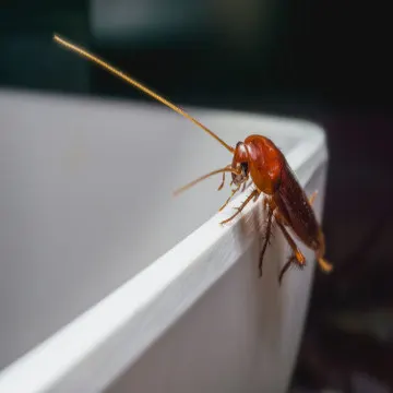 DC Pest Solution photo 5