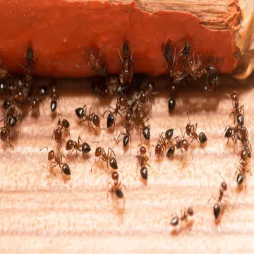 DC Pest Solution photo 6