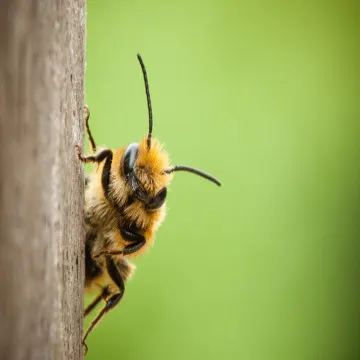 DC Pest Solution photo 4