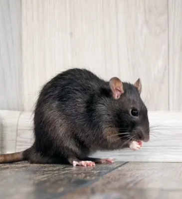 Protec pest control photo 1