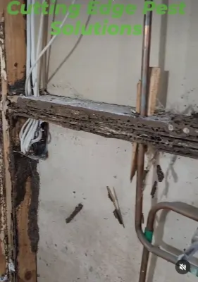 Cutting Edge Pest Solutions photo 5