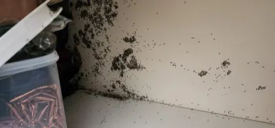 PEST PATROL GEELONG photo 2