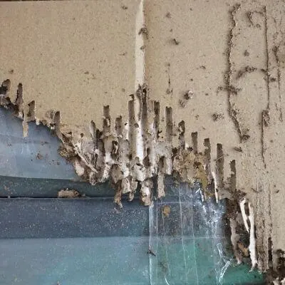 Clubby's Pest Control photo 3
