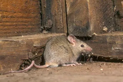 Clubby's Pest Control photo 1