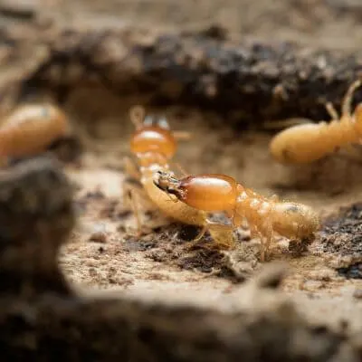 Clubby's Pest Control photo 2