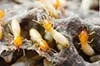 Superior Termite & Pest