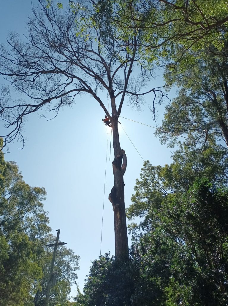 Image-2