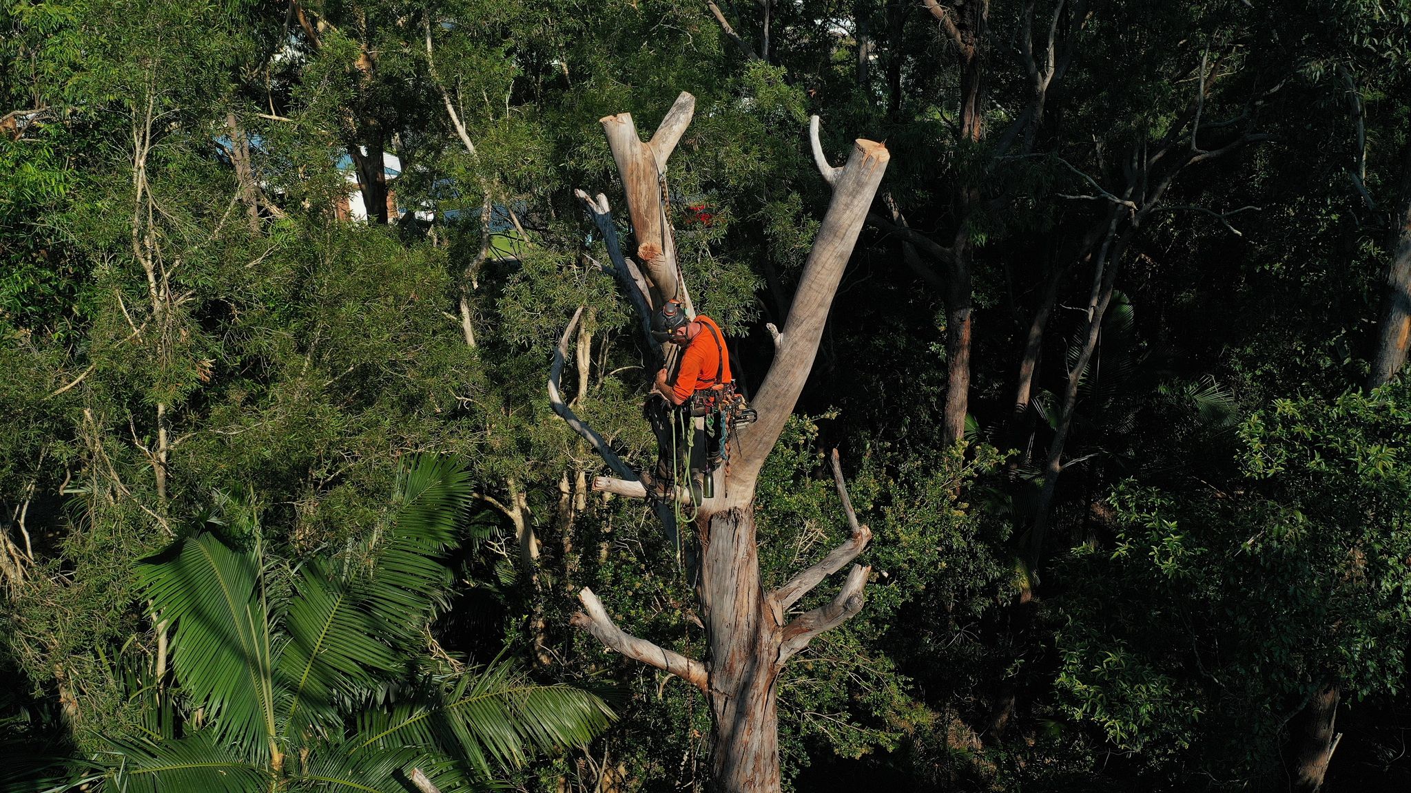 Image-4