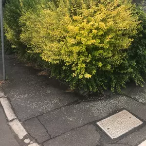 Image-1