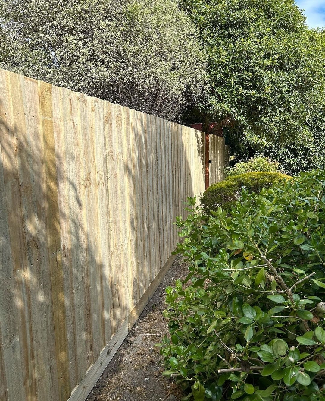 Image-7