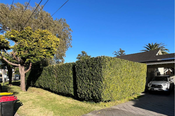 Image-6