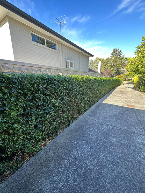 Image-1