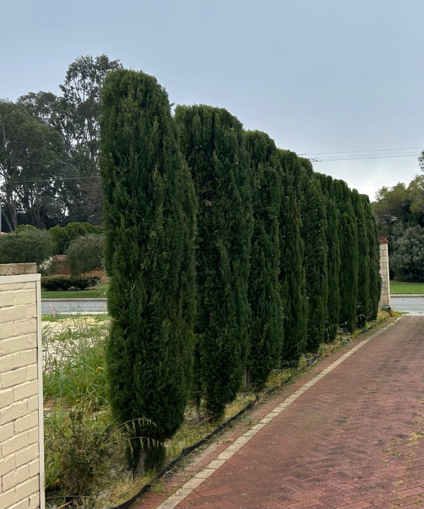 Image-17