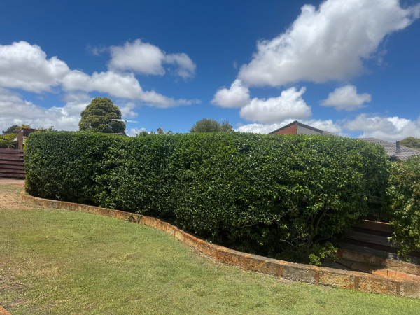 Image-1
