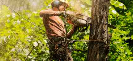 How Much Does an Arborist Cost? Arborist Cost Guide