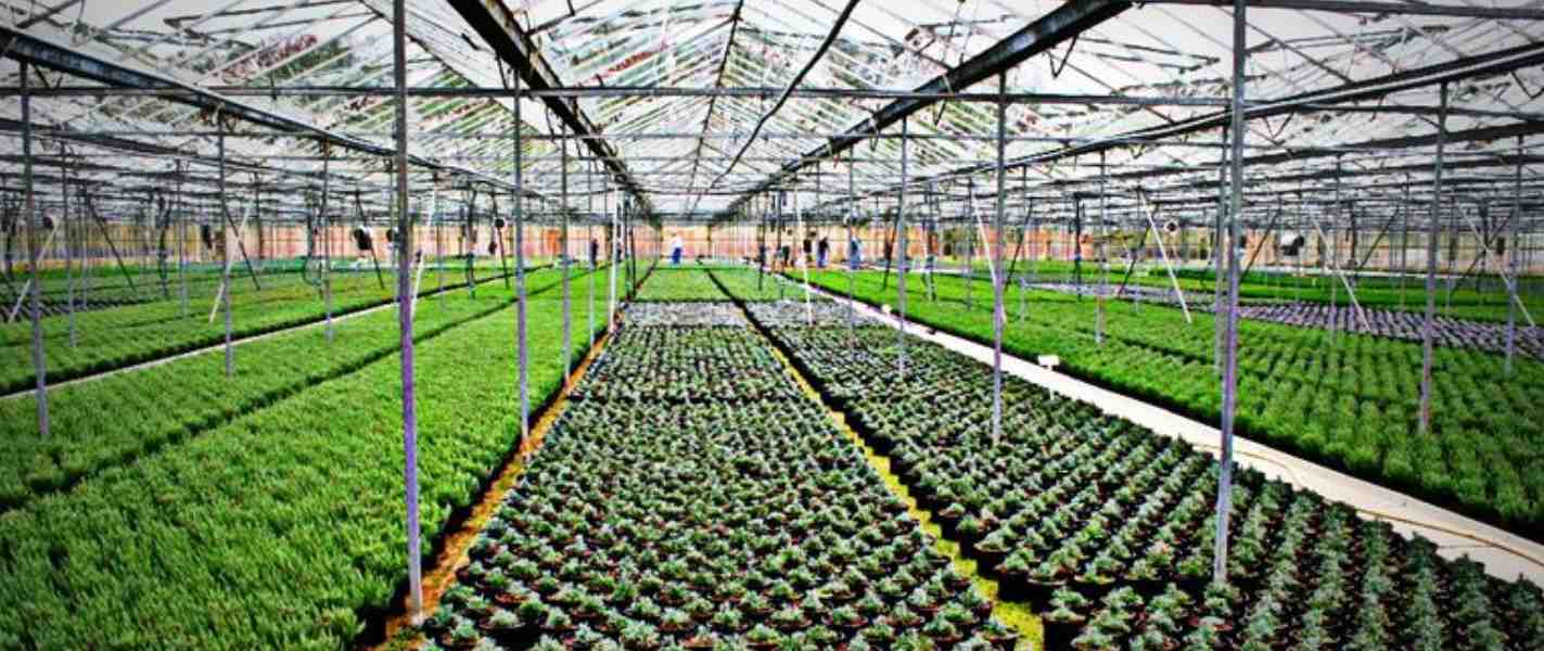 2024/05/horticulture-businesses-1716275522.jpg
