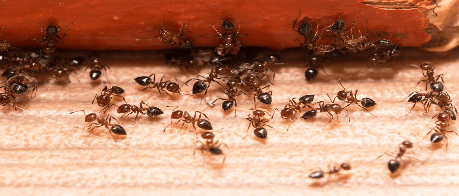 2024/06/ant-control-experts-1718340099.jpg