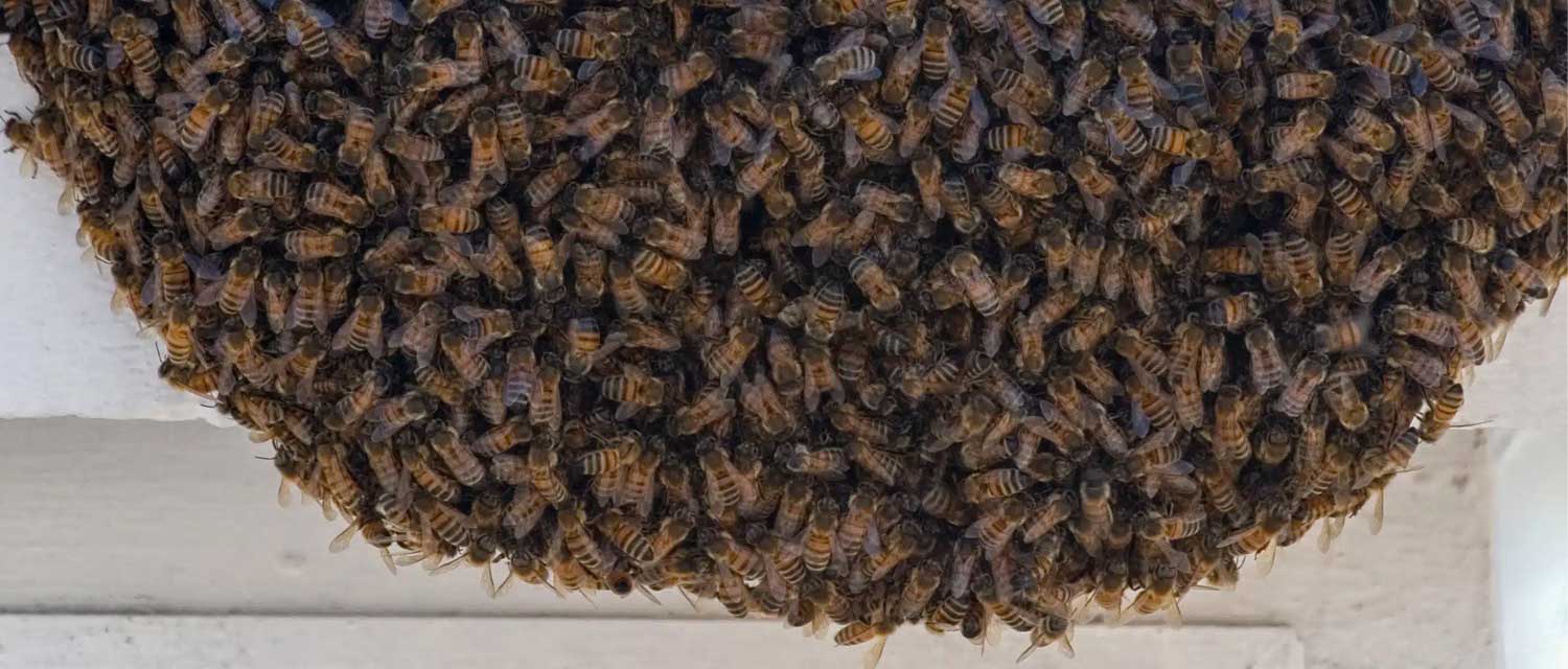 2024/06/bee-removal-experts-1718351412.jpg