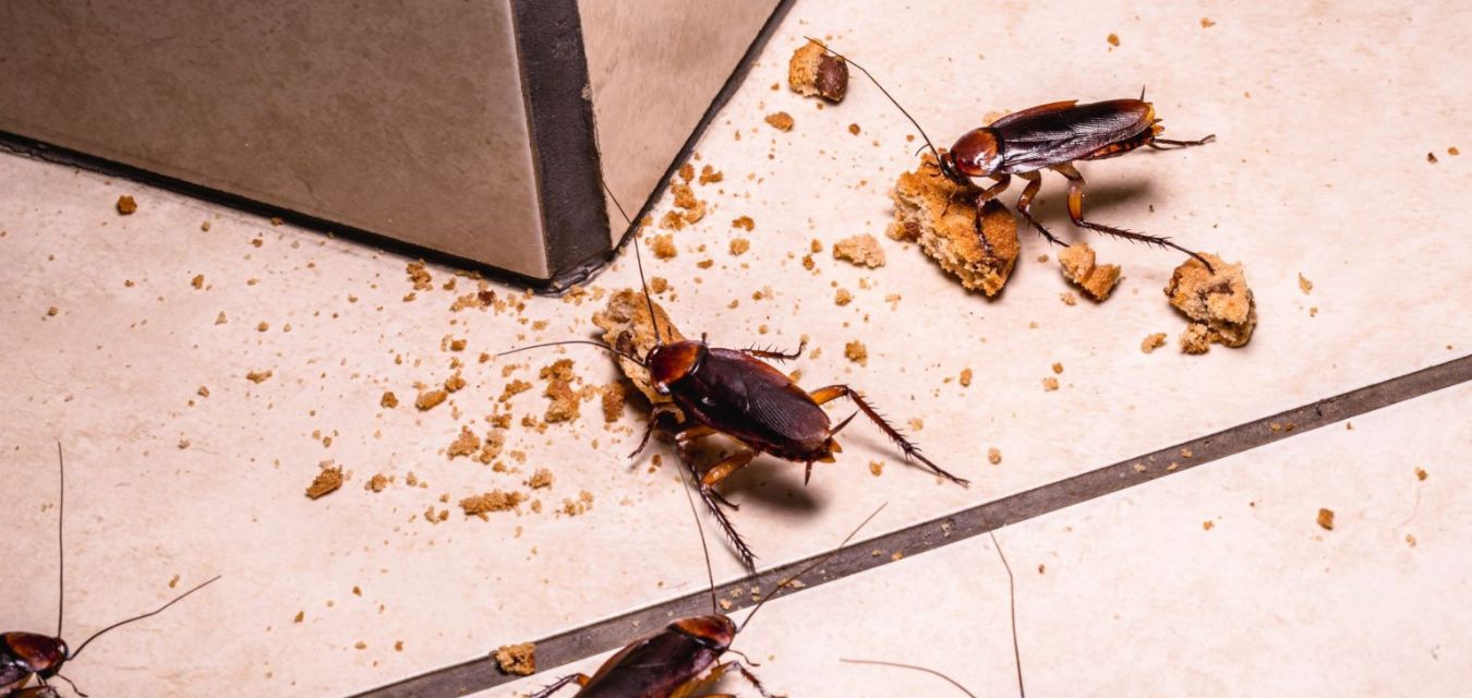 Cockroach Control