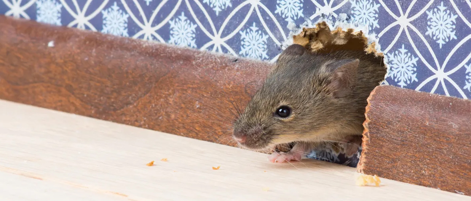 How to Get Rid of Rodents? Expert Advice and Solutions