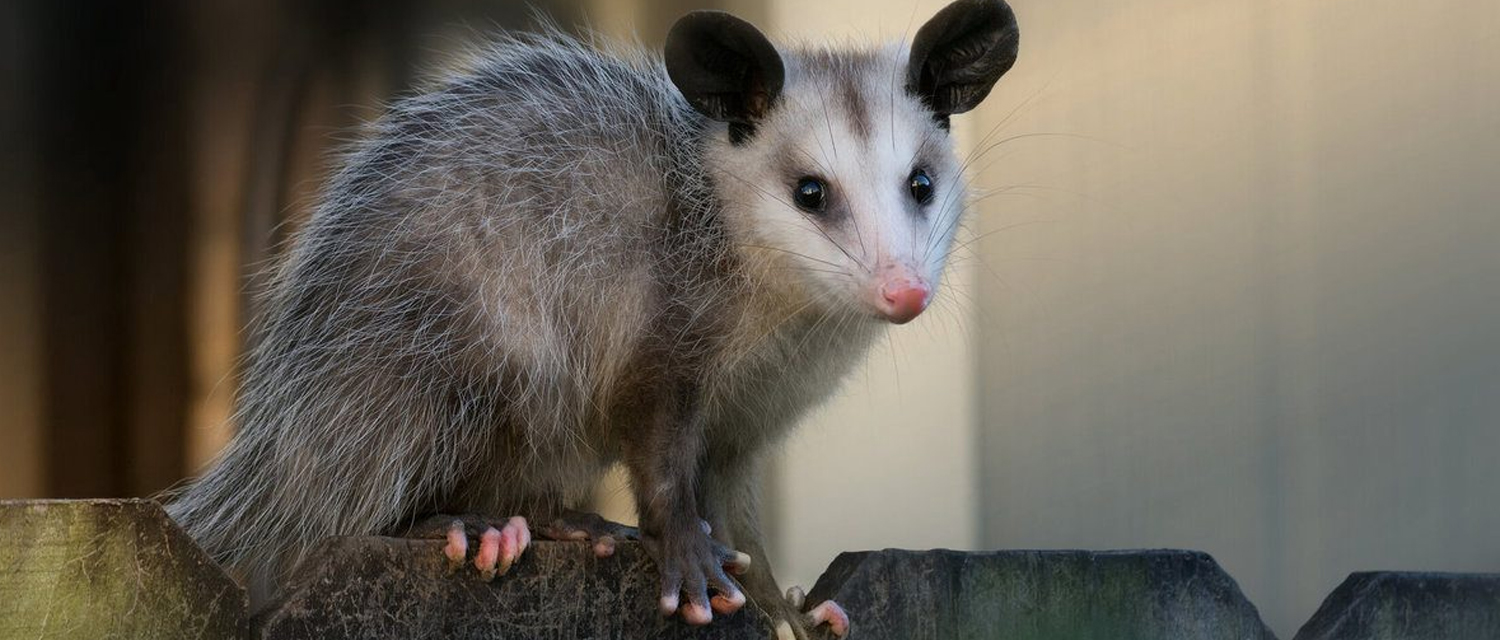 How to Get Rid of Possums?  Expert Tips for Safe and Humane Removal