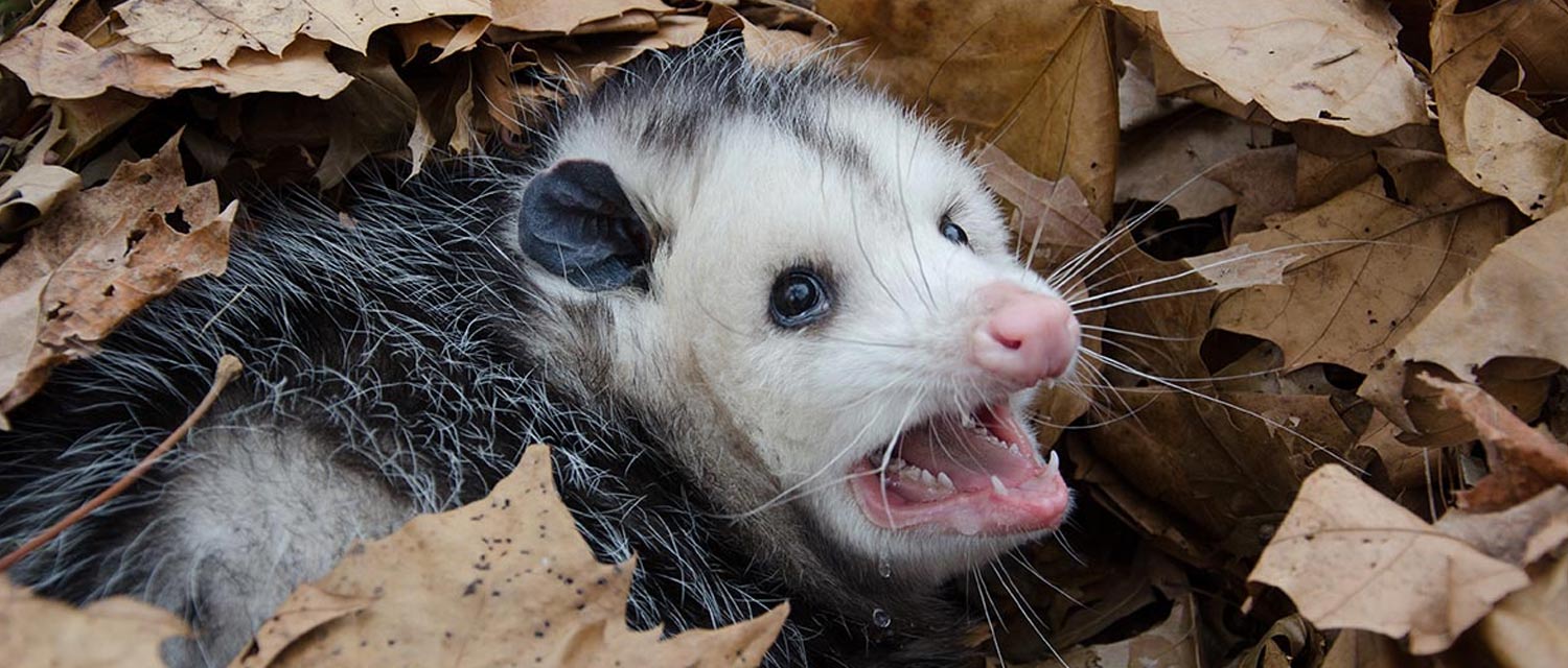 How Much Does Possum Removal Cost?