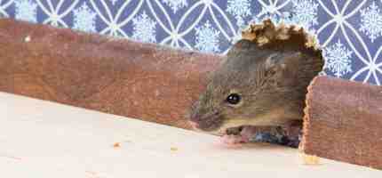 How to Get Rid of Rodents? Expert Advice and Solutions