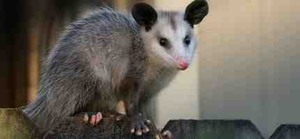 How to Get Rid of Possums?  Expert Tips for Safe and Humane Removal