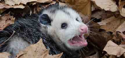 How Much Does Possum Removal Cost?