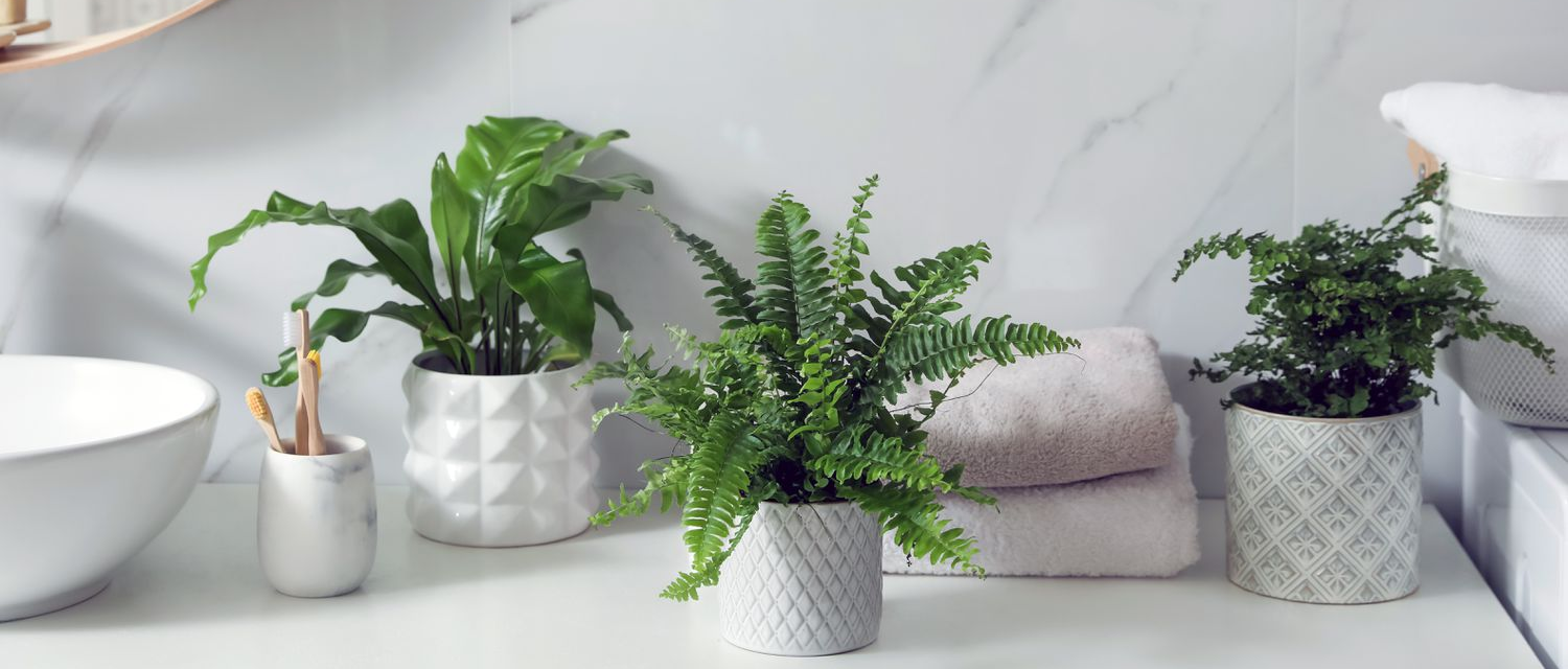 Top Bathroom Plants for Every Space: Your Complete Care Guide