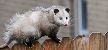 What You Need To Know About Possums?