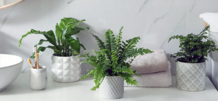 Top Bathroom Plants for Every Space: Your Complete Care Guide